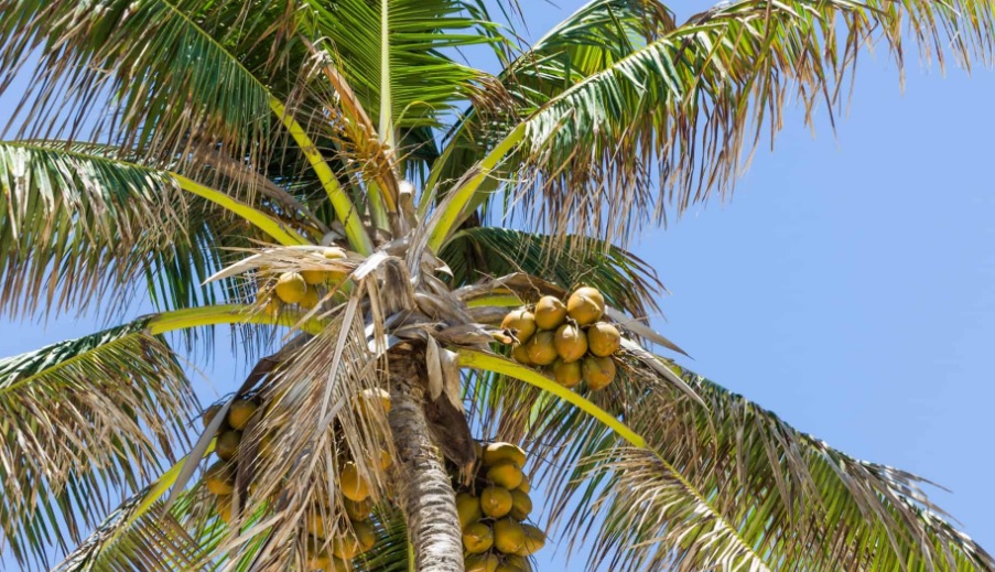 Coconut tree