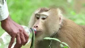 Coconuts Thai Monkeys